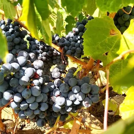 Apartment Casa Alegria - The Orangery