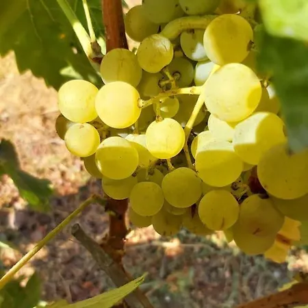 Casa Alegria - The Orangery Apartment