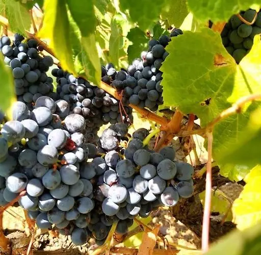 דירה Casa Alegria - The Orangery