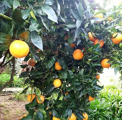 Casa Alegria - The Orangery דירה