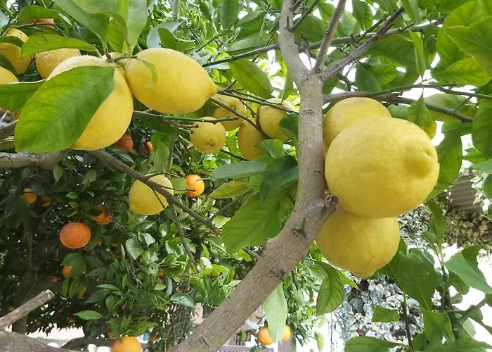 דירה Casa Alegria - The Orangery טומאר